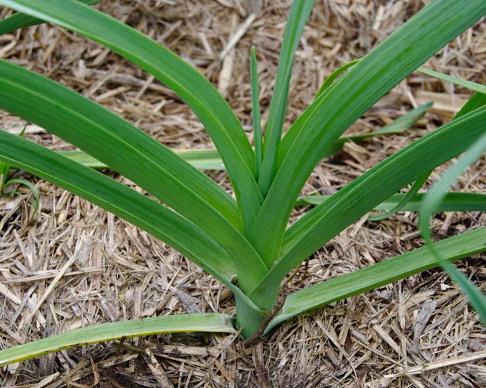 تره فرنگی - معرفی سبزی جات برگی